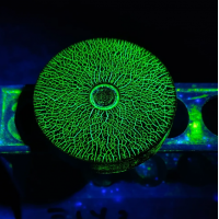 CGM CIGIEMME 磁粉測試，滲透測試和超聲波檢測及配件